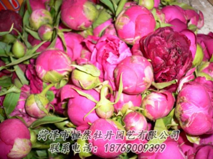 點(diǎn)擊查看詳細(xì)信息<br>標(biāo)題：芍藥切花 閱讀次數(shù)：1989