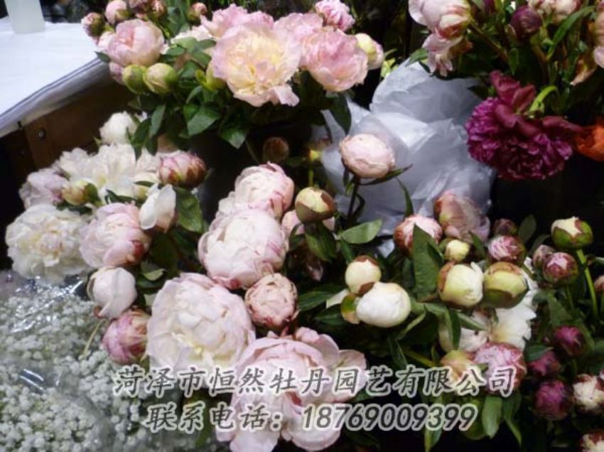點(diǎn)擊查看詳細(xì)信息<br>標(biāo)題：芍藥切花 閱讀次數(shù)：2151