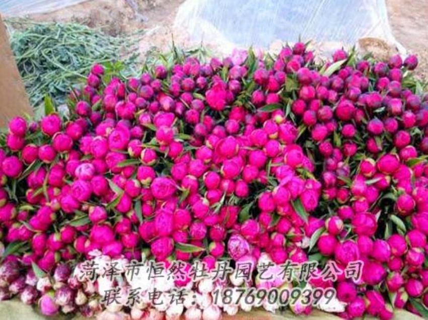點(diǎn)擊查看詳細(xì)信息<br>標(biāo)題：芍藥切花 閱讀次數(shù)：2134