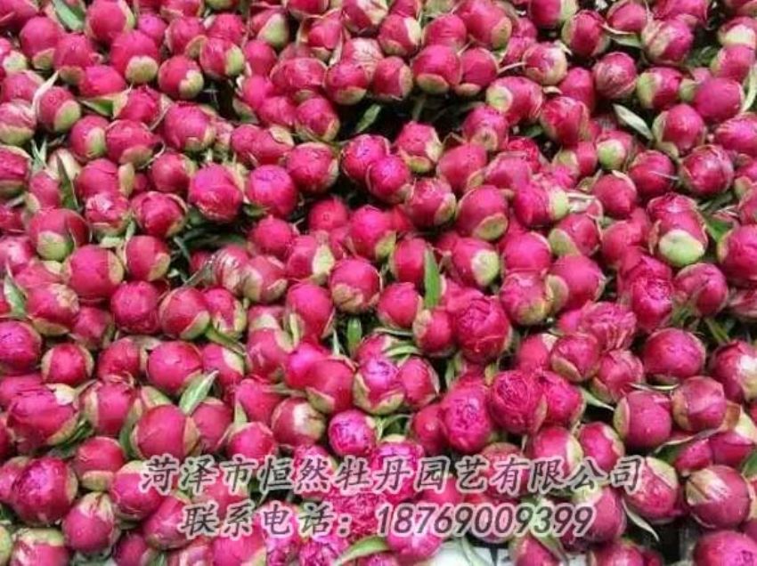 點(diǎn)擊查看詳細(xì)信息<br>標(biāo)題：芍藥切花 閱讀次數(shù)：2200