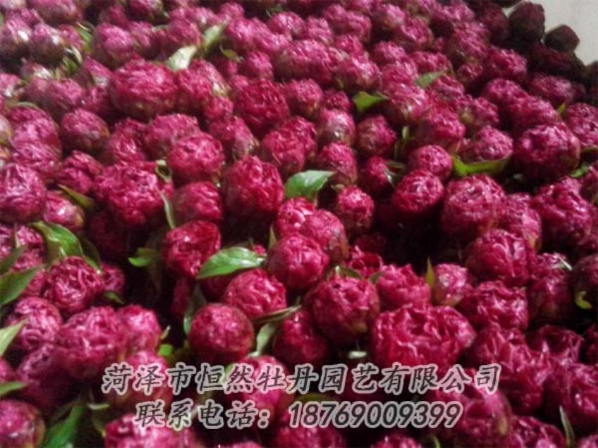 點(diǎn)擊查看詳細(xì)信息<br>標(biāo)題：芍藥切花 閱讀次數(shù)：2031
