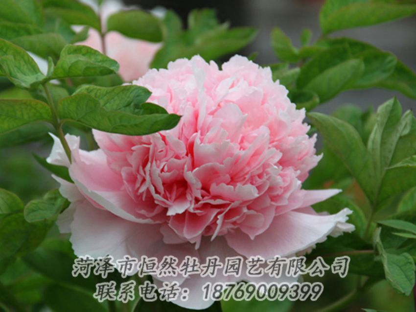 點(diǎn)擊查看詳細(xì)信息<br>標(biāo)題：粉色牡丹 閱讀次數(shù)：1938