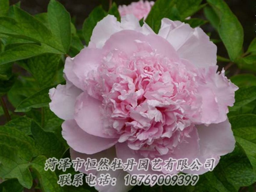點(diǎn)擊查看詳細(xì)信息<br>標(biāo)題：粉色牡丹 閱讀次數(shù)：2049