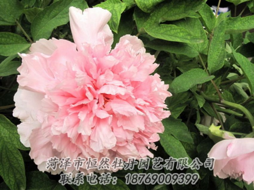 點(diǎn)擊查看詳細(xì)信息<br>標(biāo)題：粉色牡丹 閱讀次數(shù)：1884
