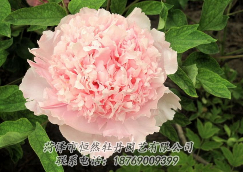 點(diǎn)擊查看詳細(xì)信息<br>標(biāo)題：粉色牡丹 閱讀次數(shù)：1988