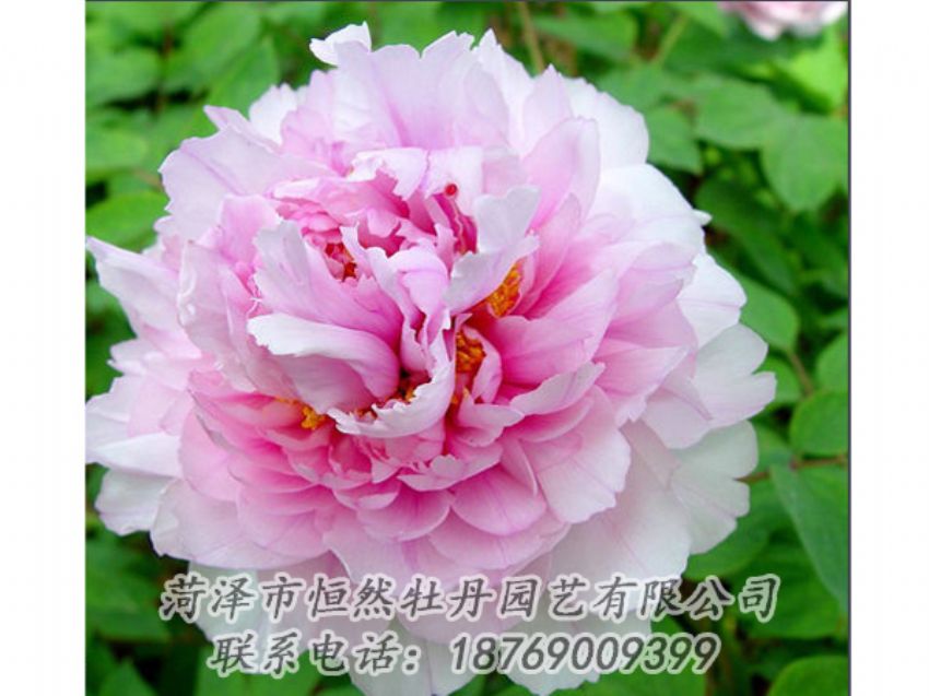 點(diǎn)擊查看詳細(xì)信息<br>標(biāo)題：粉色牡丹 閱讀次數(shù)：2014