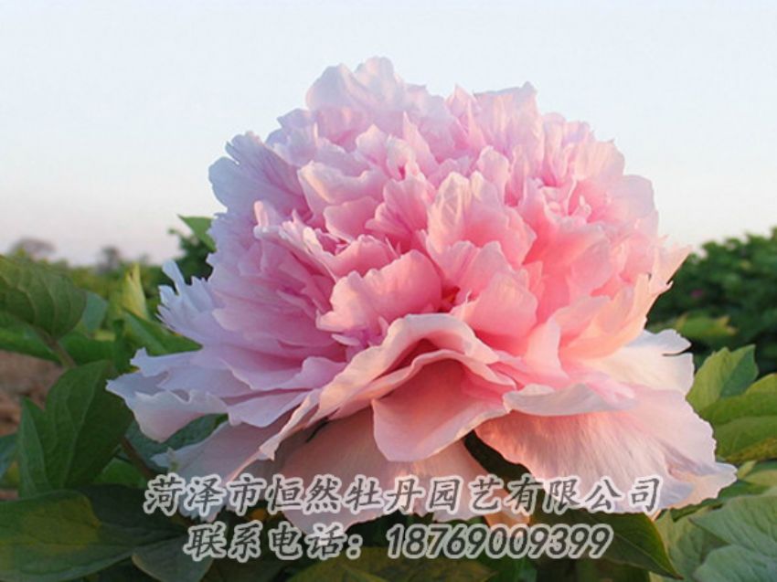 點(diǎn)擊查看詳細(xì)信息<br>標(biāo)題：粉色牡丹 閱讀次數(shù)：2088