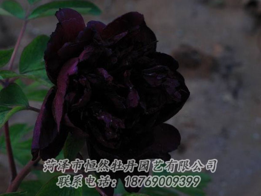 點(diǎn)擊查看詳細(xì)信息<br>標(biāo)題：黑色牡丹 閱讀次數(shù)：2021