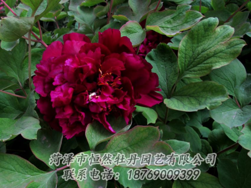 點(diǎn)擊查看詳細(xì)信息<br>標(biāo)題：黑色牡丹 閱讀次數(shù)：2051