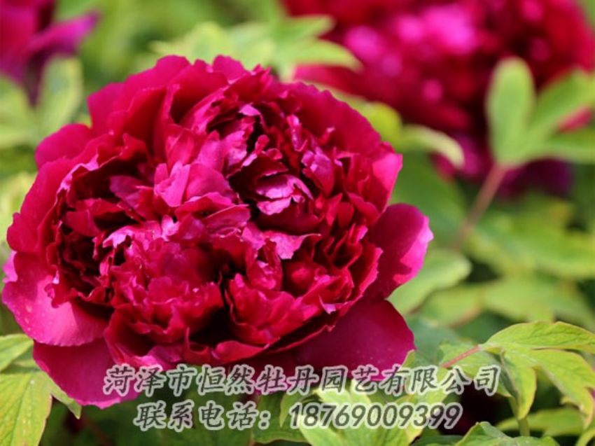 點(diǎn)擊查看詳細(xì)信息<br>標(biāo)題：黑色牡丹 閱讀次數(shù)：1962