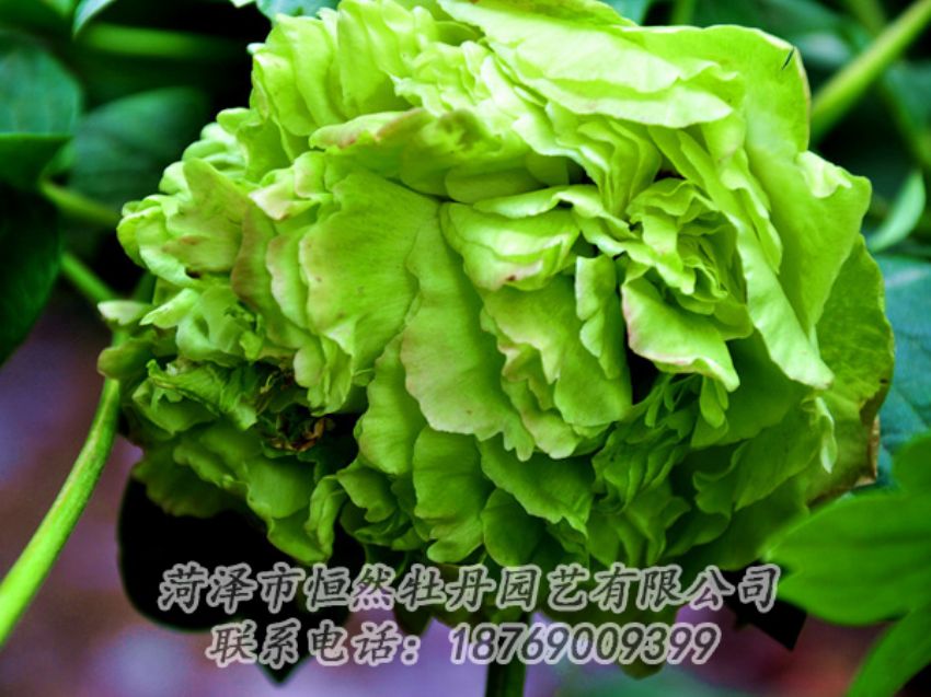 點(diǎn)擊查看詳細(xì)信息<br>標(biāo)題：綠色牡丹 閱讀次數(shù)：1997