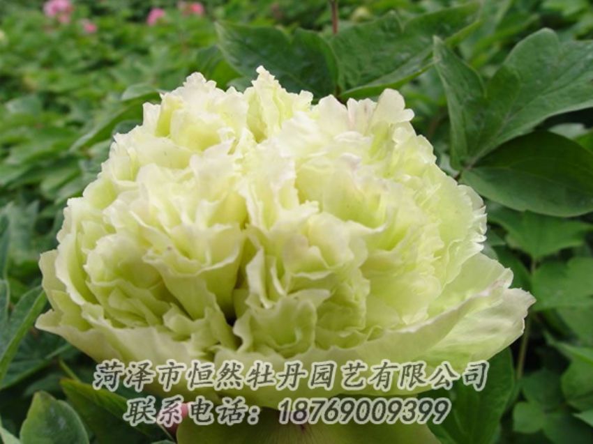 點(diǎn)擊查看詳細(xì)信息<br>標(biāo)題：綠色牡丹 閱讀次數(shù)：1939