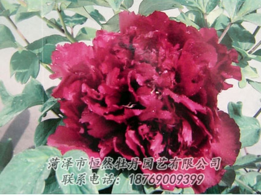 點(diǎn)擊查看詳細(xì)信息<br>標(biāo)題：黑色牡丹 閱讀次數(shù)：2060