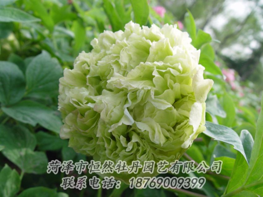 點(diǎn)擊查看詳細(xì)信息<br>標(biāo)題：綠色牡丹 閱讀次數(shù)：2024