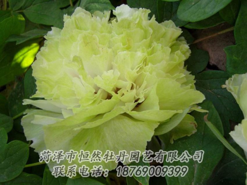 點(diǎn)擊查看詳細(xì)信息<br>標(biāo)題：綠色牡丹 閱讀次數(shù)：2085