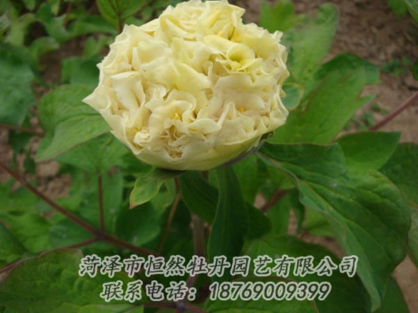 點(diǎn)擊查看詳細(xì)信息<br>標(biāo)題：黃色牡丹 閱讀次數(shù)：2014