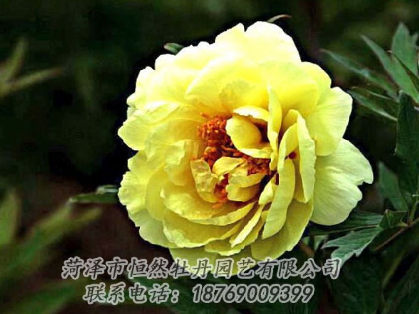 點(diǎn)擊查看詳細(xì)信息<br>標(biāo)題：黃色牡丹 閱讀次數(shù)：1919