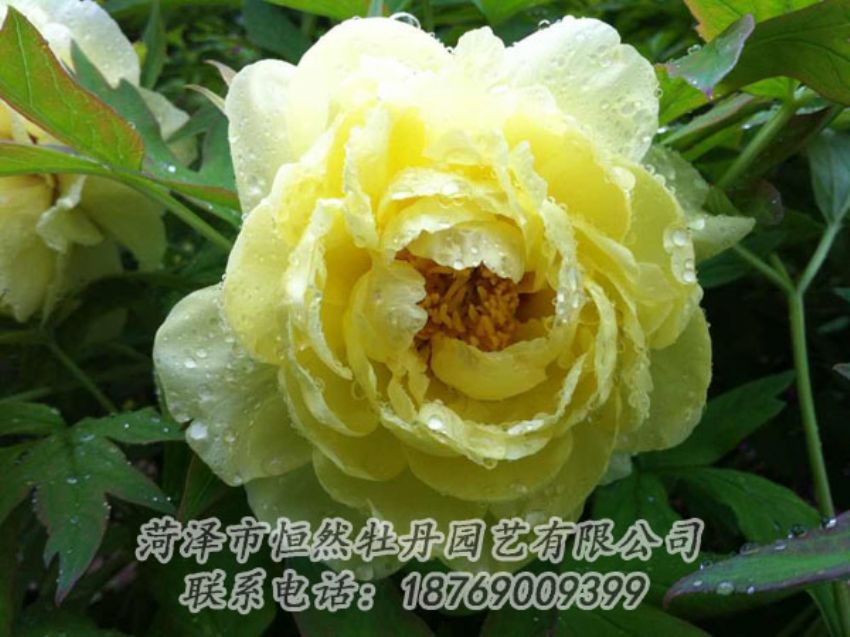 點(diǎn)擊查看詳細(xì)信息<br>標(biāo)題：黃色牡丹 閱讀次數(shù)：1898