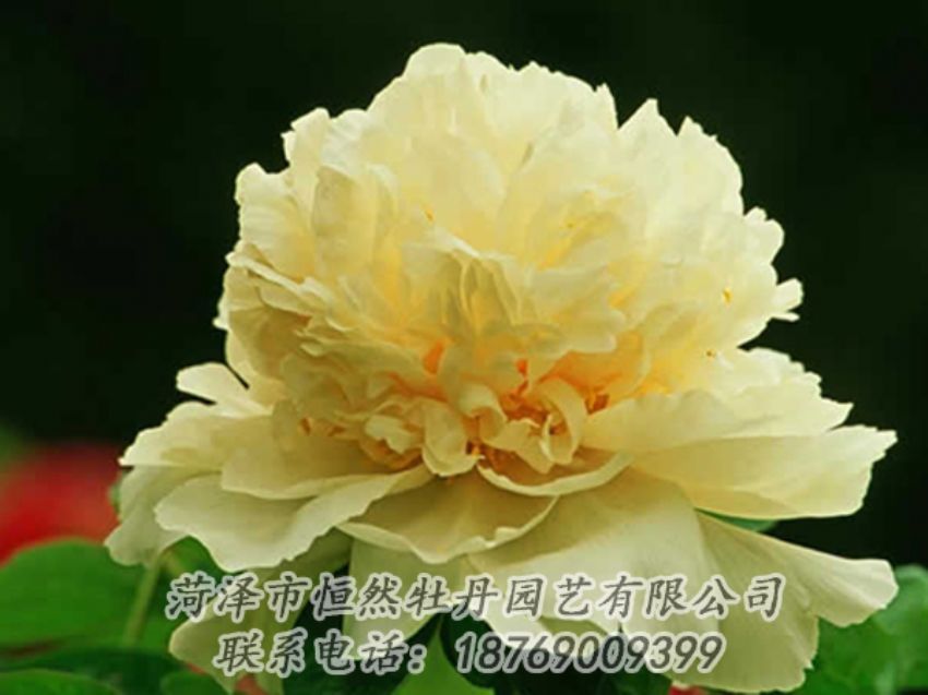 點(diǎn)擊查看詳細(xì)信息<br>標(biāo)題：黃色牡丹 閱讀次數(shù)：1956