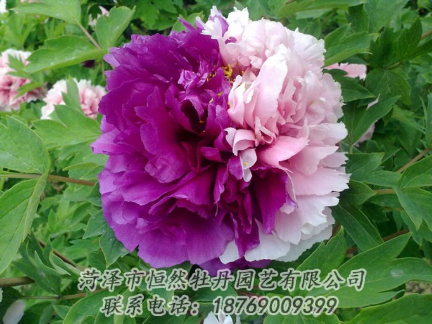 點(diǎn)擊查看詳細(xì)信息<br>標(biāo)題：復(fù)色牡丹 閱讀次數(shù)：2057