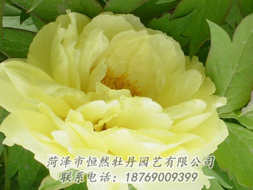 點(diǎn)擊查看詳細(xì)信息<br>標(biāo)題：黃色牡丹 閱讀次數(shù)：1992