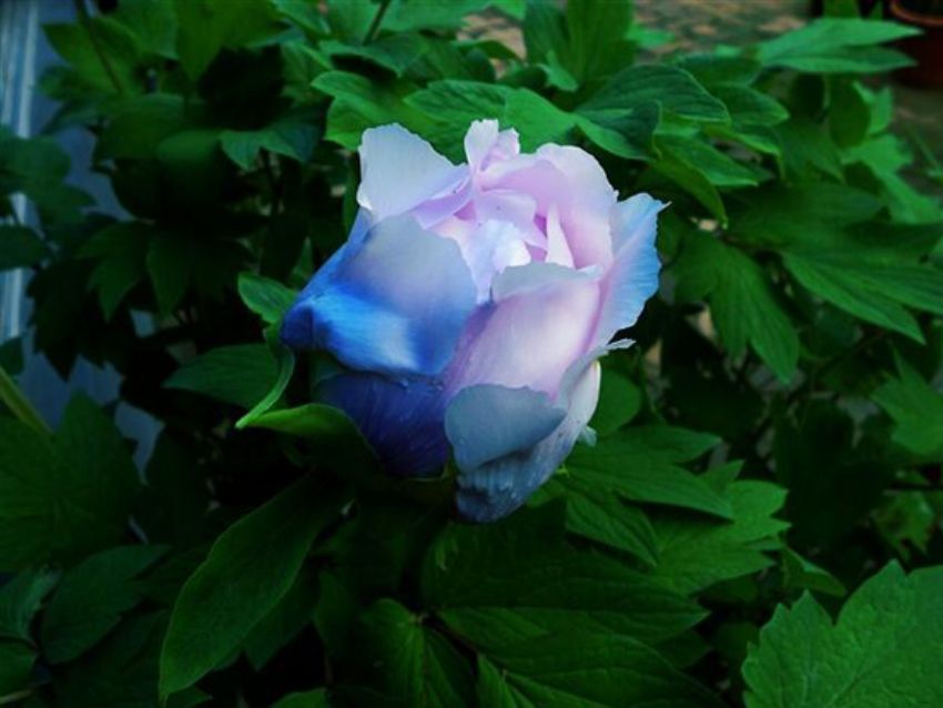 點(diǎn)擊查看詳細(xì)信息<br>標(biāo)題：藍(lán)花魁 閱讀次數(shù)：2252