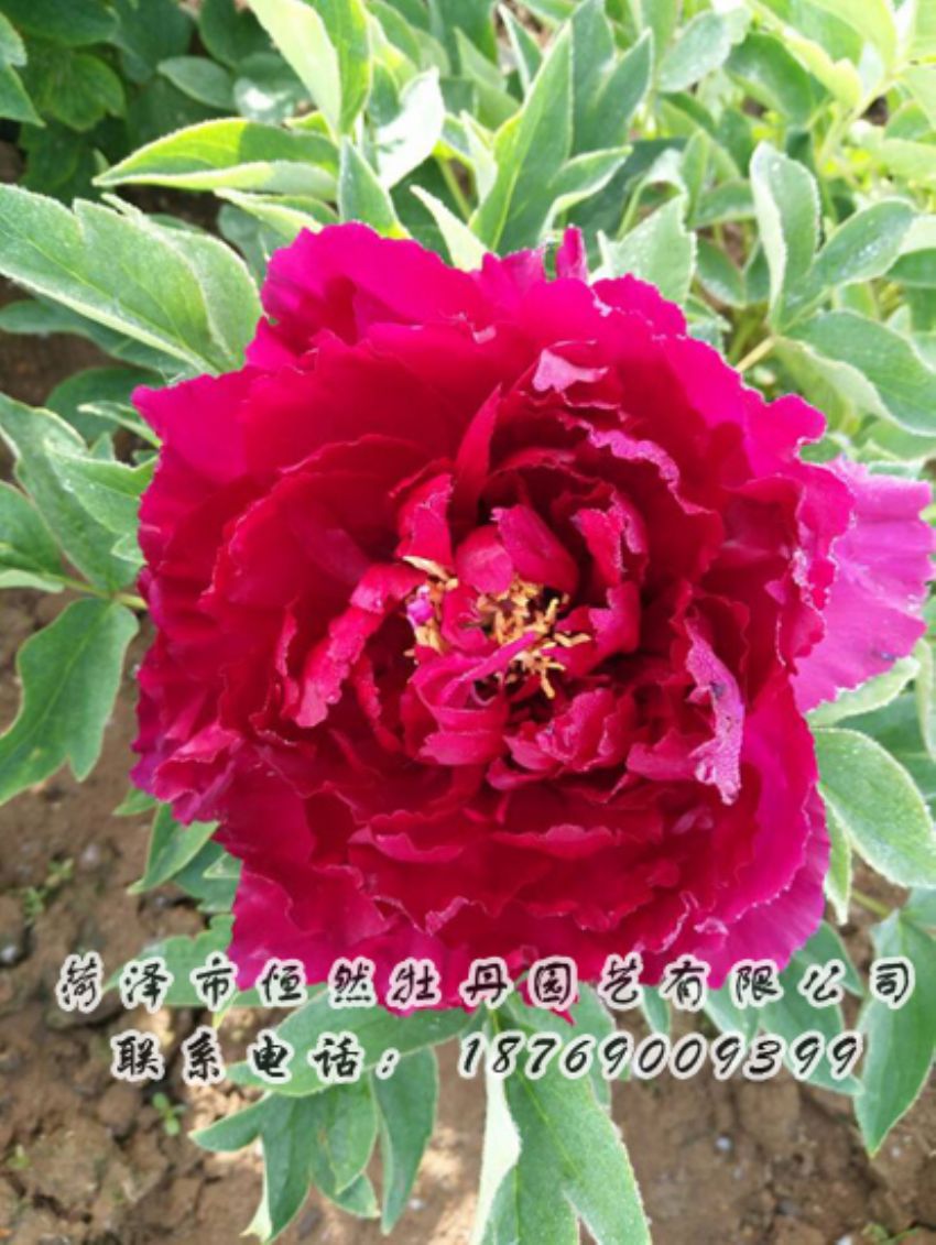 點(diǎn)擊查看詳細(xì)信息<br>標(biāo)題：紅色牡丹 閱讀次數(shù)：1912