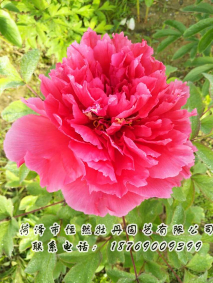 點(diǎn)擊查看詳細(xì)信息<br>標(biāo)題：紅色牡丹 閱讀次數(shù)：1954