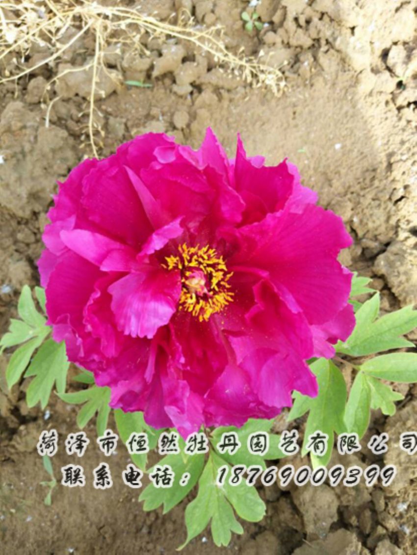 點(diǎn)擊查看詳細(xì)信息<br>標(biāo)題：紅色牡丹 閱讀次數(shù)：2009