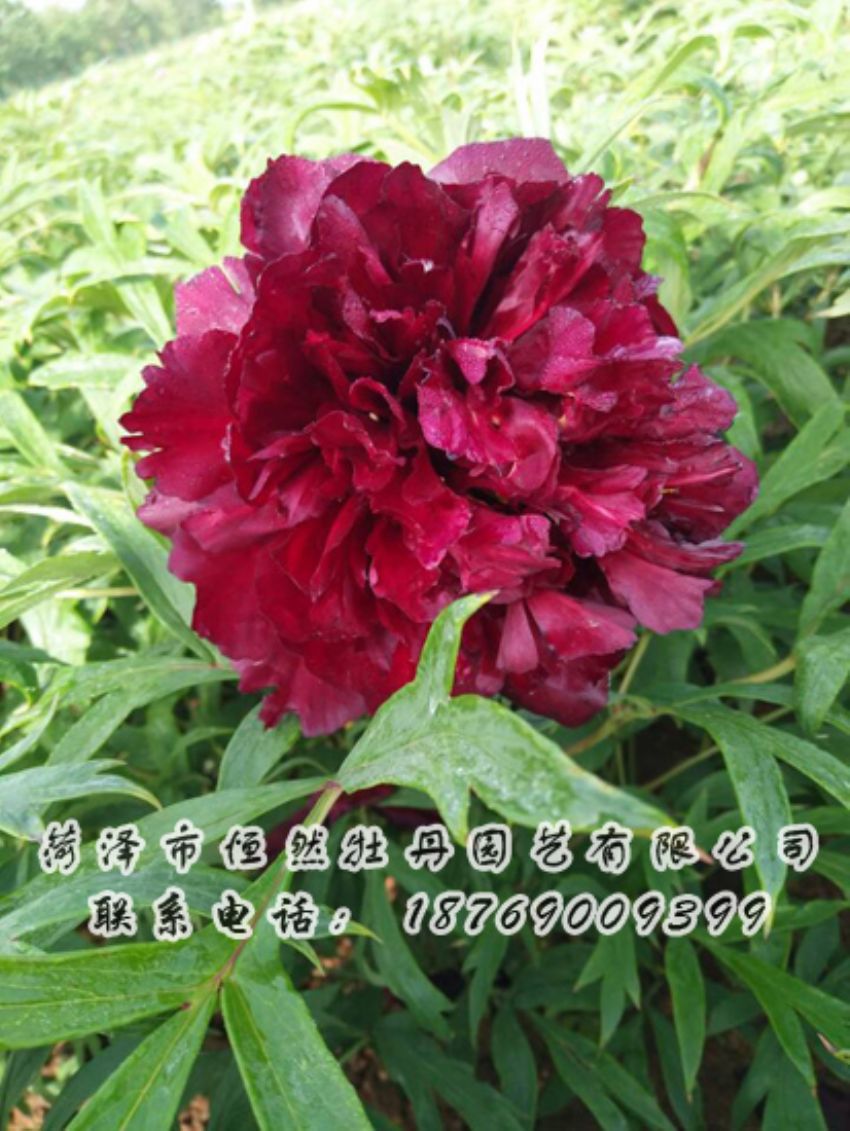 點(diǎn)擊查看詳細(xì)信息<br>標(biāo)題：黑色牡丹 閱讀次數(shù)：1991