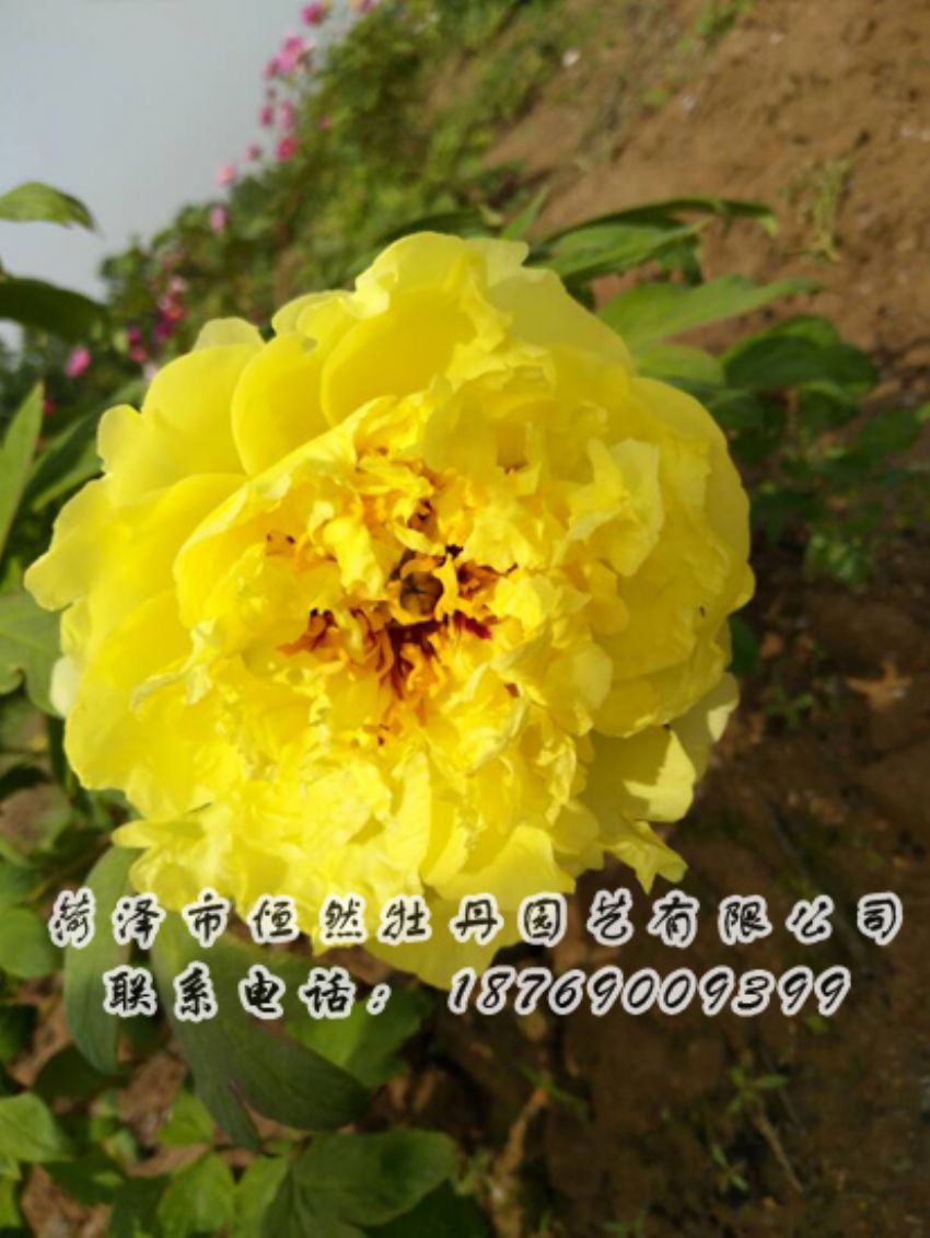 點(diǎn)擊查看詳細(xì)信息<br>標(biāo)題：黃色牡丹 閱讀次數(shù)：1994