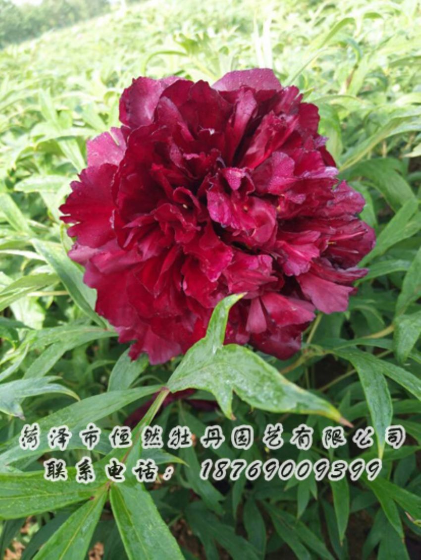 點(diǎn)擊查看詳細(xì)信息<br>標(biāo)題：黑色牡丹 閱讀次數(shù)：1874