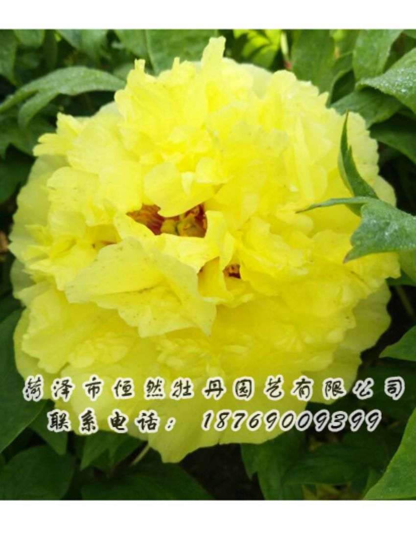 點(diǎn)擊查看詳細(xì)信息<br>標(biāo)題：黃色牡丹 閱讀次數(shù)：2068