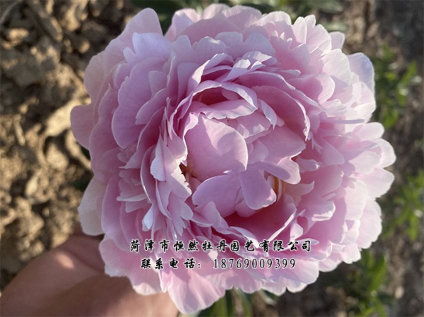 點(diǎn)擊查看詳細(xì)信息<br>標(biāo)題：進(jìn)口芍藥 閱讀次數(shù)：414