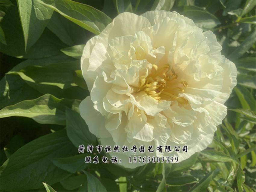 點(diǎn)擊查看詳細(xì)信息<br>標(biāo)題：進(jìn)口芍藥 閱讀次數(shù)：444