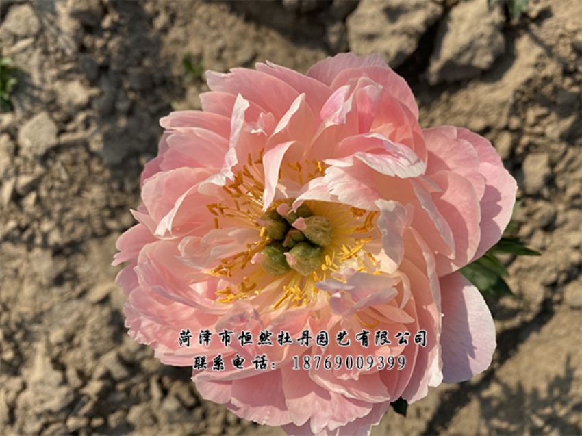 點(diǎn)擊查看詳細(xì)信息<br>標(biāo)題：進(jìn)口芍藥 閱讀次數(shù)：440