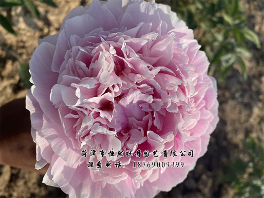 點(diǎn)擊查看詳細(xì)信息<br>標(biāo)題：進(jìn)口芍藥 閱讀次數(shù)：433