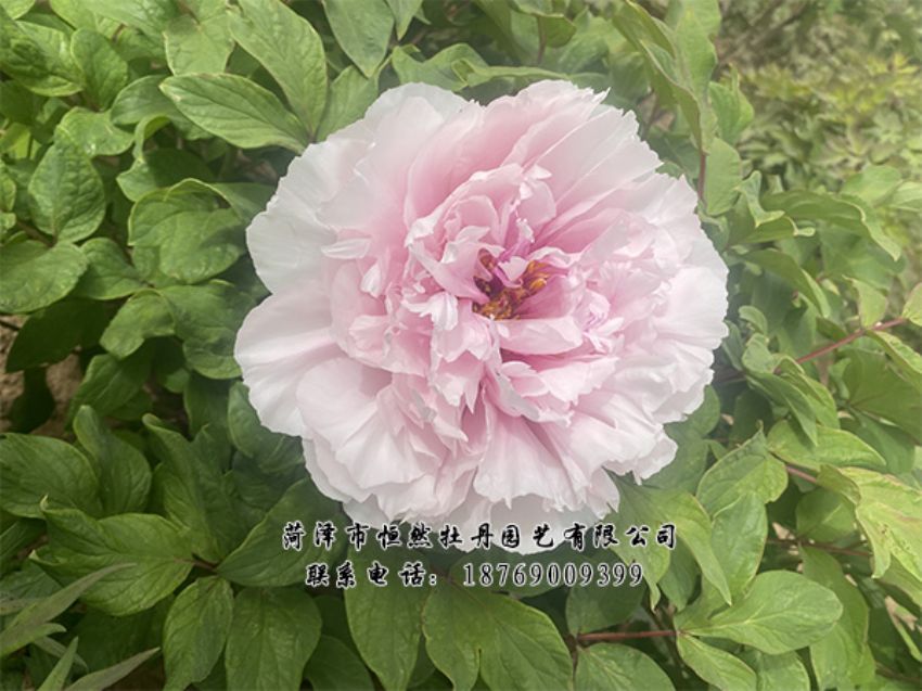 點擊查看詳細信息<br>標題：進口芍藥 閱讀次數(shù)：419