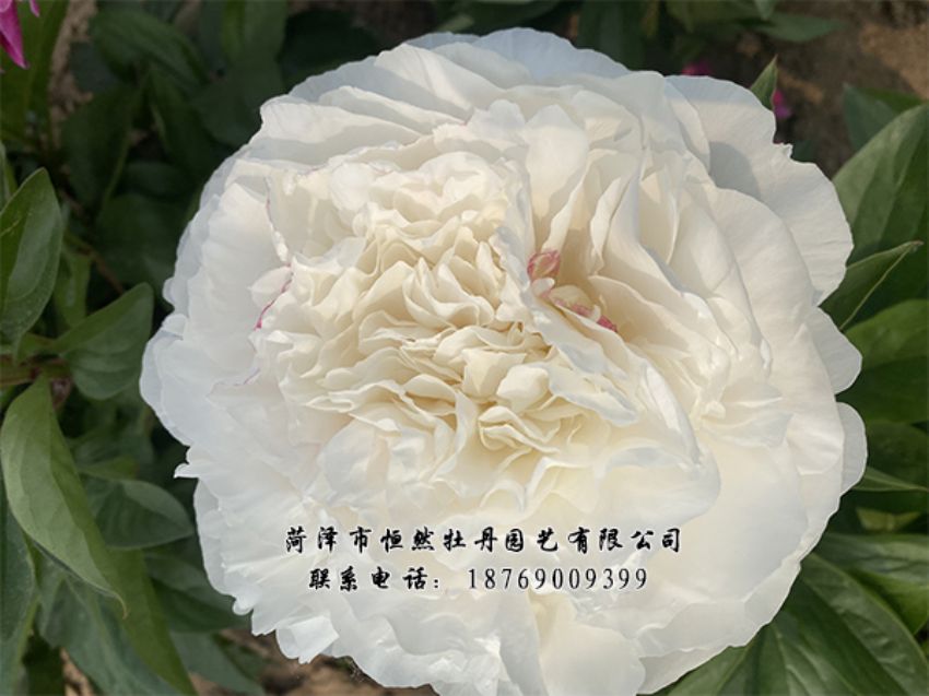 點擊查看詳細信息<br>標題：進口芍藥 閱讀次數(shù)：452