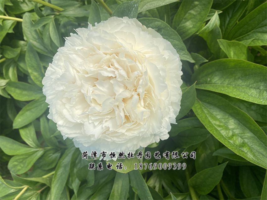 點擊查看詳細信息<br>標題：進口芍藥 閱讀次數(shù)：443