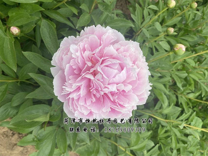 點擊查看詳細信息<br>標題：進口芍藥 閱讀次數(shù)：430