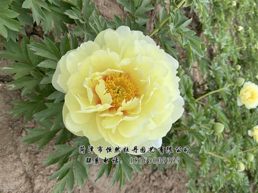 點擊查看詳細信息<br>標題：進口芍藥 閱讀次數(shù)：410