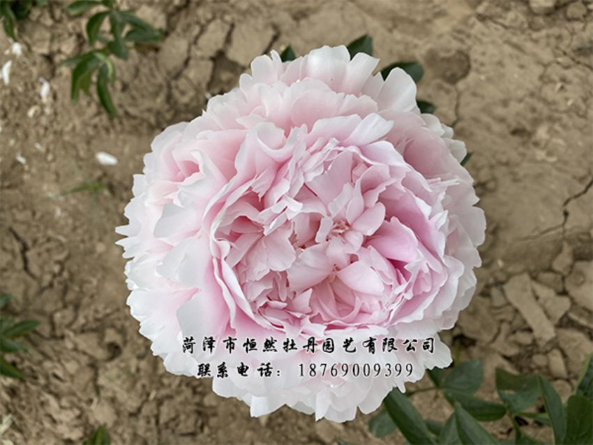 點擊查看詳細信息<br>標題：進口芍藥 閱讀次數(shù)：423