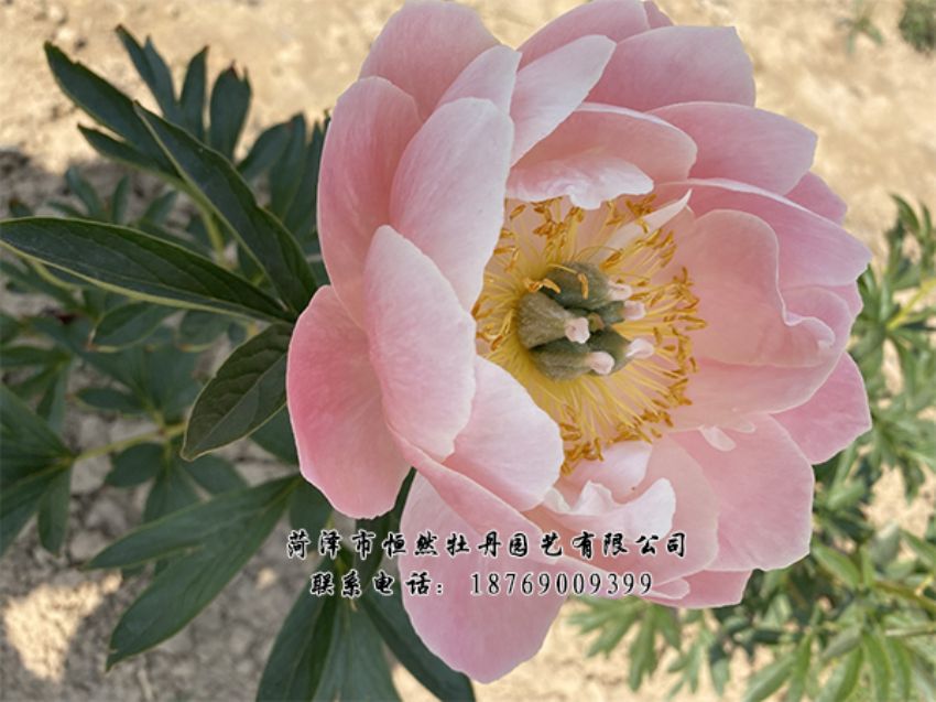 點擊查看詳細信息<br>標題：進口芍藥 閱讀次數(shù)：424