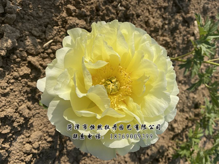 點擊查看詳細信息<br>標題：進口芍藥 閱讀次數(shù)：414