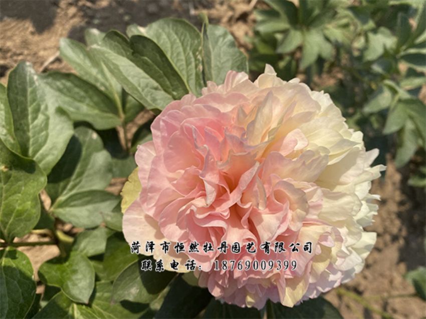 點擊查看詳細信息<br>標題：進口芍藥 閱讀次數(shù)：440